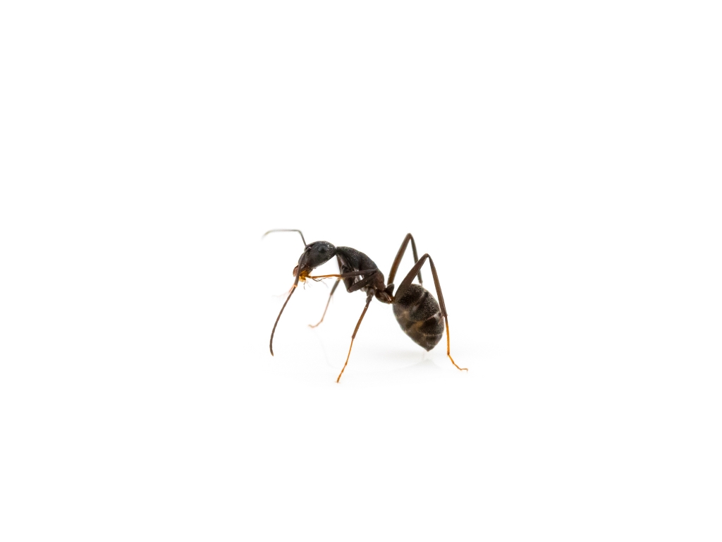 Camponotus cruentatus